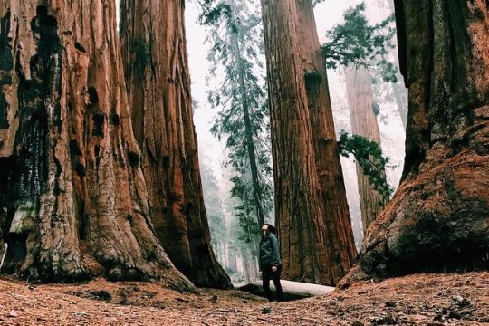 Yosemite and Giant Sequoias Day Tour