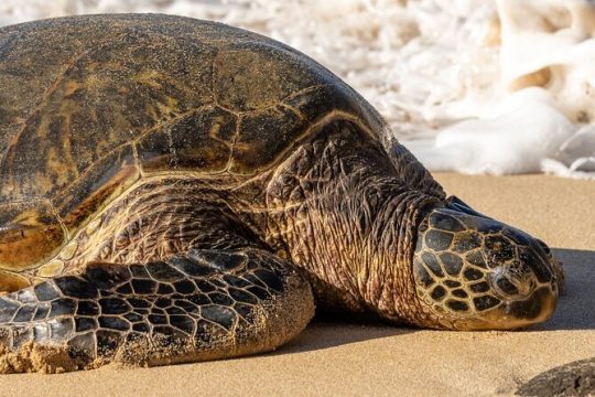 Oahu Highlights, Turtles & North Shore - Small Group Circle Island Tour