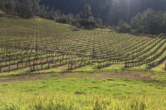 Private Wine Tour of Napa and Sonoma