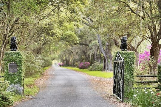 Private Chauffeur & Admission to Middleton & Magnolia Plantation + Box Lunch