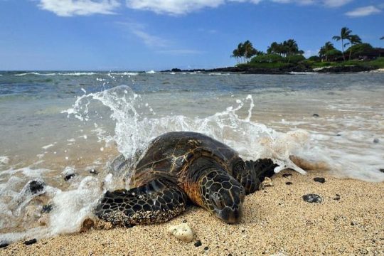 Kona Shore Excursion: Hawaiian Sea Turtles , Historic Kona & Coffee