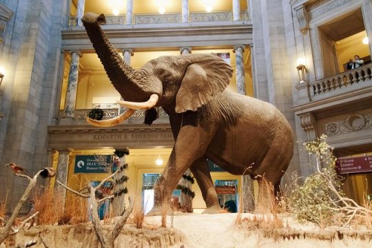 Smithsonian Museum of Natural History Guided Tour - Semi-Private 8ppl Max