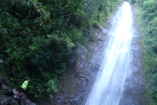 Manoa Waterfalls Hike with Local Guide
