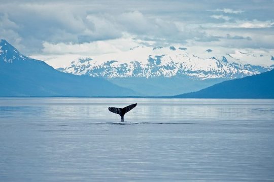 Juneau Wildlife Whale Watching