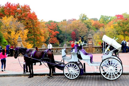 VIP Horse Carriage Ride through Central Park (Up to 4 Adults)