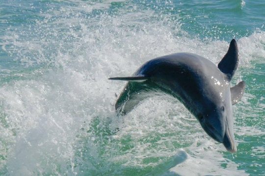 Egmont Key Snorkeling Dolphin Tour