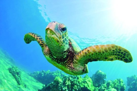 Guarantee Hawaiian Sea Turtle Snorkel Sail Waikiki w/add-on Trans