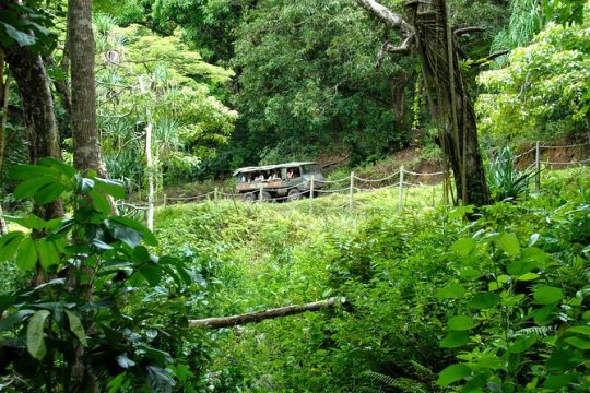 Kualoa Ranch - Jungle Expedition Tour