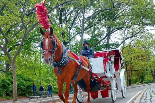 NYC Central Park VIP Horse and Carriage Ride