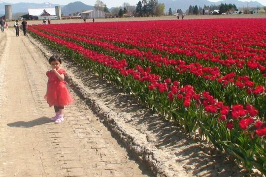 Tulip Festival at Skagit Valley ,La Conner and Deception Pass