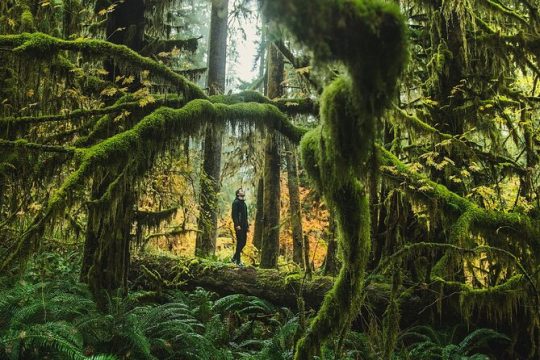 Full-Day Private Tour and Hike in Olympic National Park