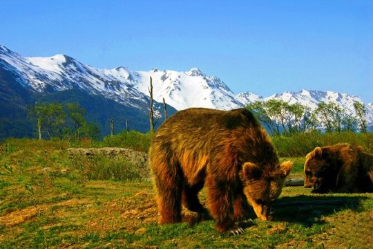 Year Round Glacier View & Wildlife Anchorage Adventure Tour