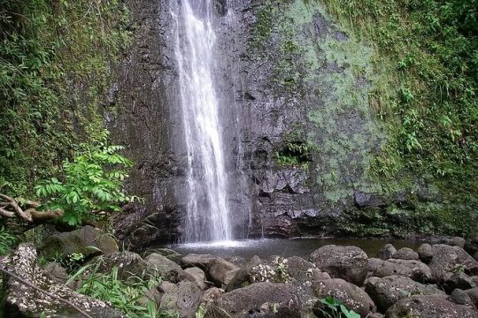 Manoa Falls Waterfall Hike!
