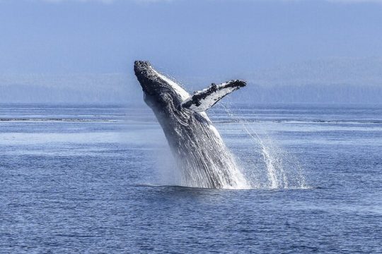 Private Whale Watching Tour with a Captain