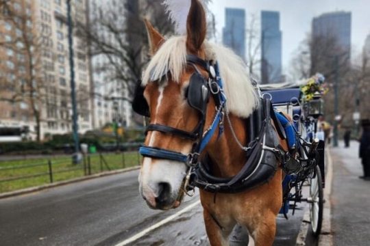 Horse and Carriage Experience Central Park Private Tour