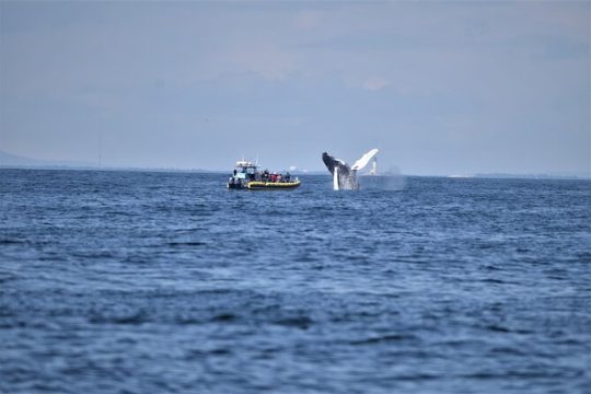 Maine Whale Watching Tour in Portland