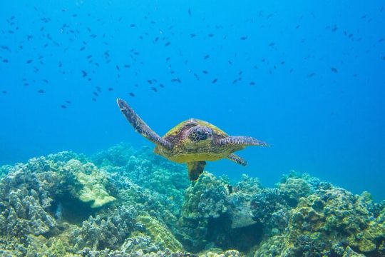 Maui 3 hour Molokini and Turtle Town Snorkel